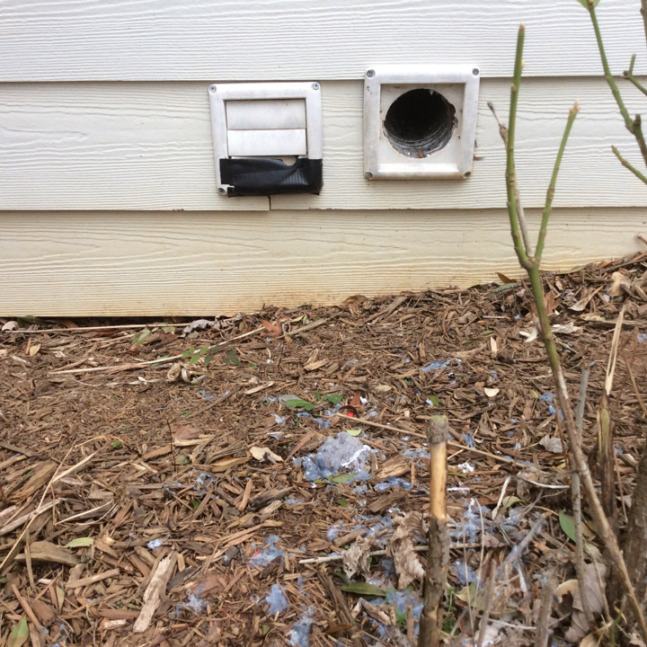 birds-in-attic-vents